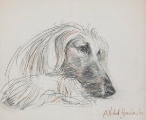Afghan hound – right profile pencil and crayon, 1980